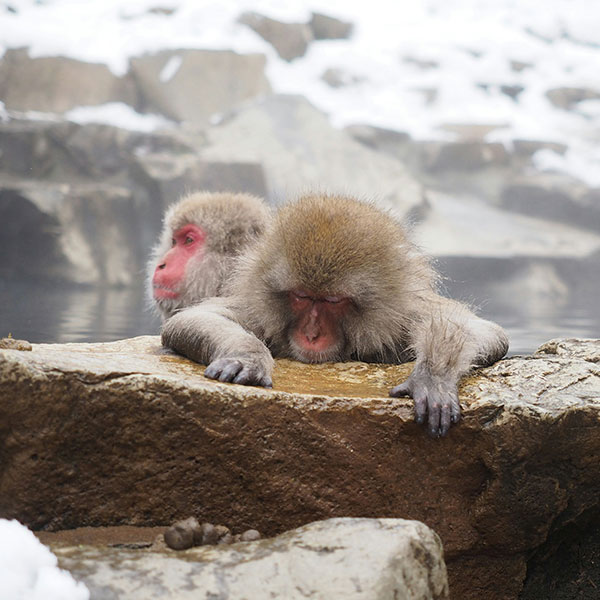 Japan Winter Season