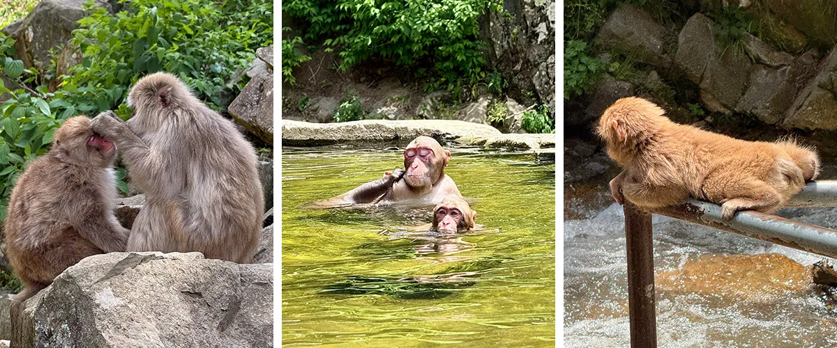 Jigokudani Yaen-koen Monkeys