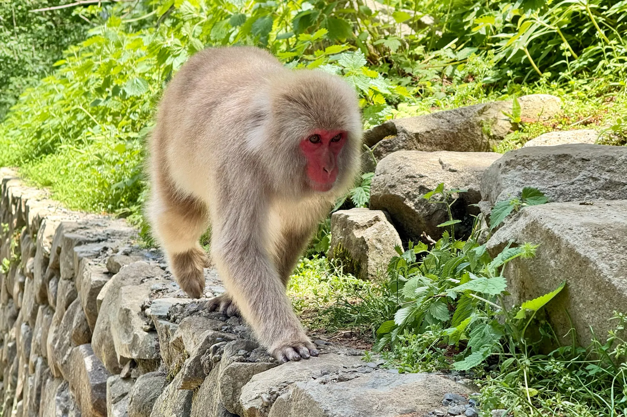 Jigokudani Yaen-koen