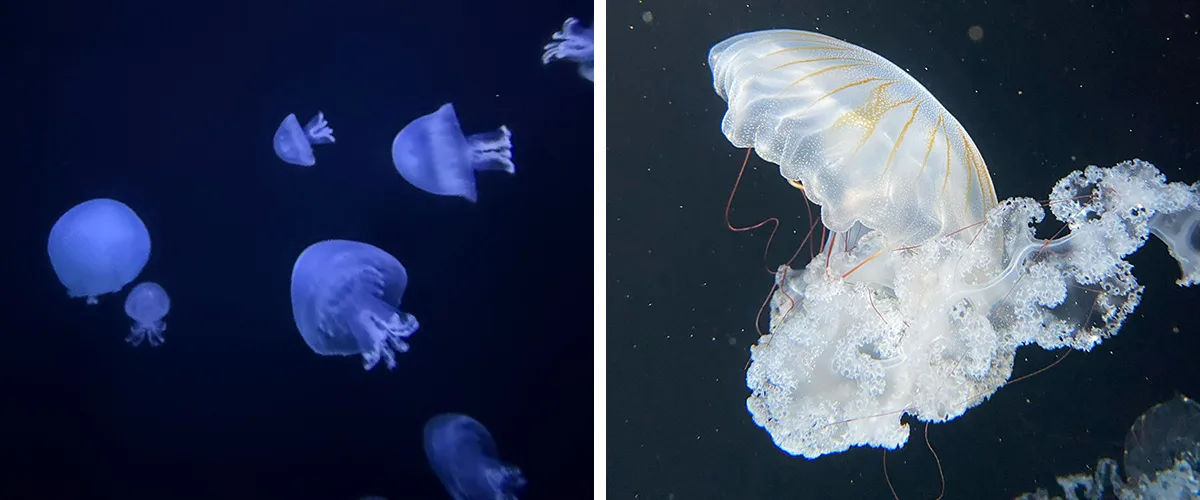 Kamo Aquarium, Yamagata, Japan